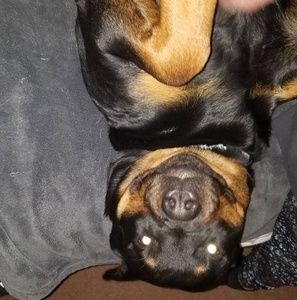 Meet your Posher, Larry